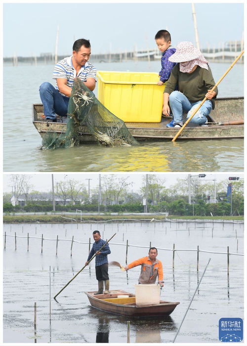 綠色太湖譜新篇 水清岸綠民富，汽車裝飾用品銷售助力生態經濟